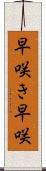 早咲き Scroll