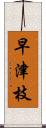 早津枝 Scroll