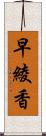 早綾香 Scroll