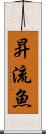 昇流魚 Scroll