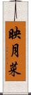 映月菜 Scroll