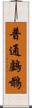 普通鸕鶿 Scroll