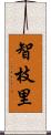 智枝里 Scroll