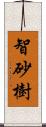 智砂樹 Scroll