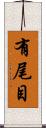有尾目 Scroll
