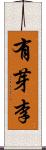 有芽李 Scroll