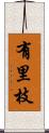 有里枝 Scroll