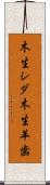 木生シダ Scroll