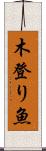 木登り魚 Scroll