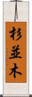 杉並木 Scroll