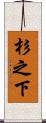 杉之下 Scroll