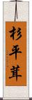 杉平茸 Scroll