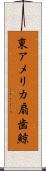 東アメリカ扇歯鯨 Scroll