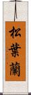 松葉蘭 Scroll