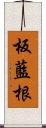 板藍根 Scroll