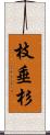 枝垂杉 Scroll