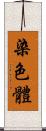 染色體 Scroll