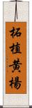 柘植 Scroll