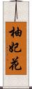 柚妃花 Scroll