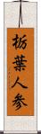 栃葉人参 Scroll