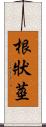 根狀莖 Scroll