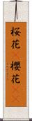 桜花(P);櫻花(sK) Scroll