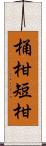 桶柑 Scroll