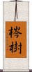 梣樹 Scroll