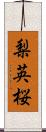 梨英桜 Scroll