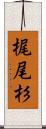 梶尾杉 Scroll