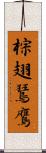 棕翅鵟鷹 Scroll
