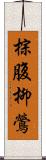 棕腹柳鶯 Scroll