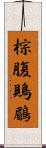 棕腹鵙鶥 Scroll