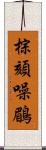 棕頦噪鶥 Scroll