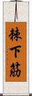 棘下筋 Scroll