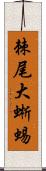 棘尾大蜥蜴 Scroll