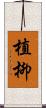 植柳 Scroll