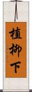 植柳下 Scroll