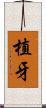 植牙 Scroll