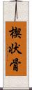 楔状骨 Scroll