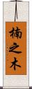 楠之木 Scroll