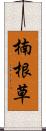 楠根草 Scroll