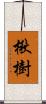 楸樹 Scroll