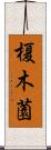 榎木薗 Scroll