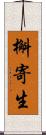 槲寄生 Scroll