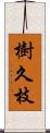 樹久枝 Scroll