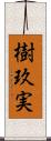 樹玖実 Scroll