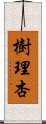 樹理杏 Scroll