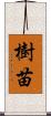 樹苗 Scroll