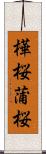 樺桜 Scroll